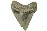 Serrated, Fossil Megalodon Tooth - North Carolina #307287-1